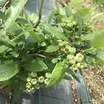 Gospodarstwo agroturystyczne La Biandrina