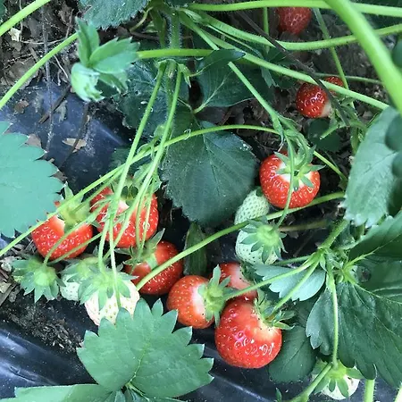 La Biandrina * Carpignano Sesia