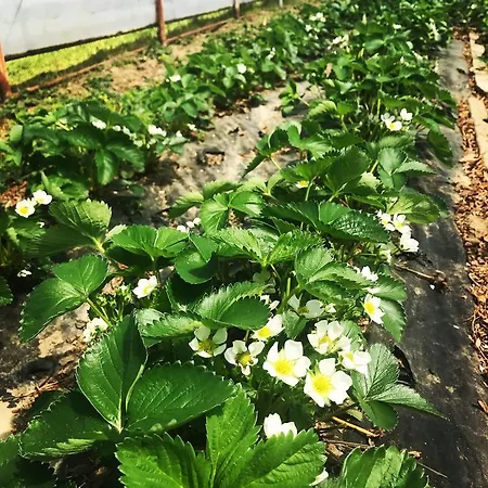 La Biandrina Agroturismo