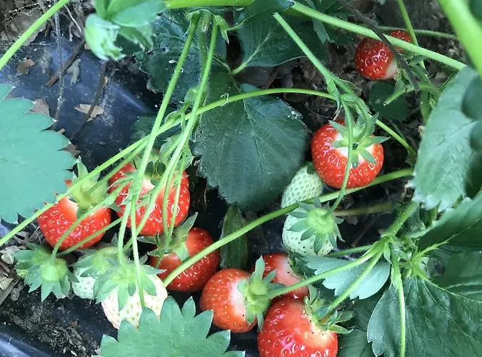 La Biandrina * Carpignano Sesia