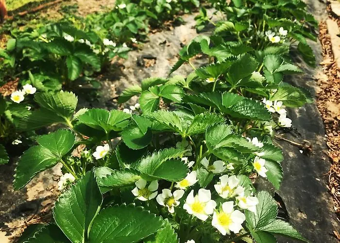 La Biandrina Séjour à la ferme