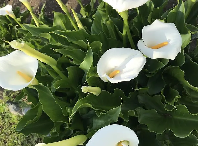 Séjour à la ferme La Biandrina Carpignano Sesia