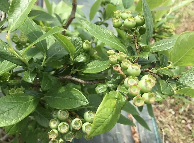 Séjour à la ferme La Biandrina